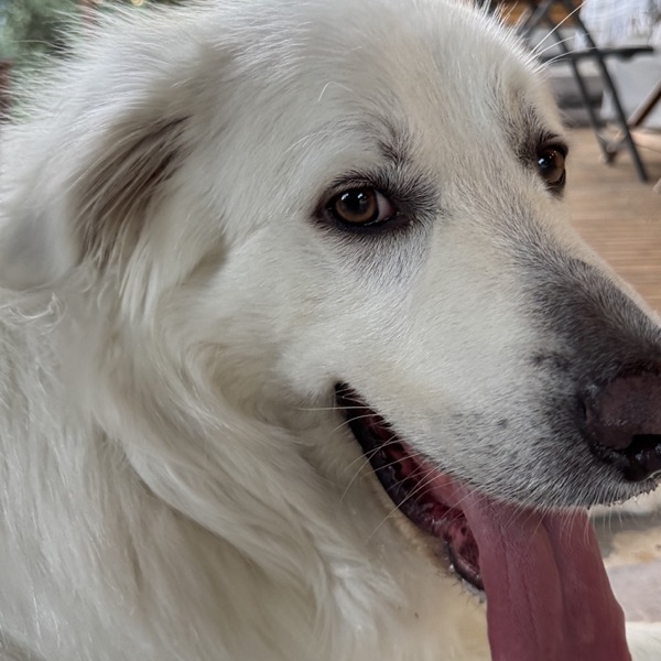 Gaucho the dog